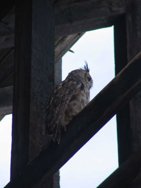 Northern Nevada RR, coaling tower, owl