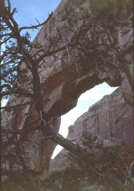 Pinetree Arch.