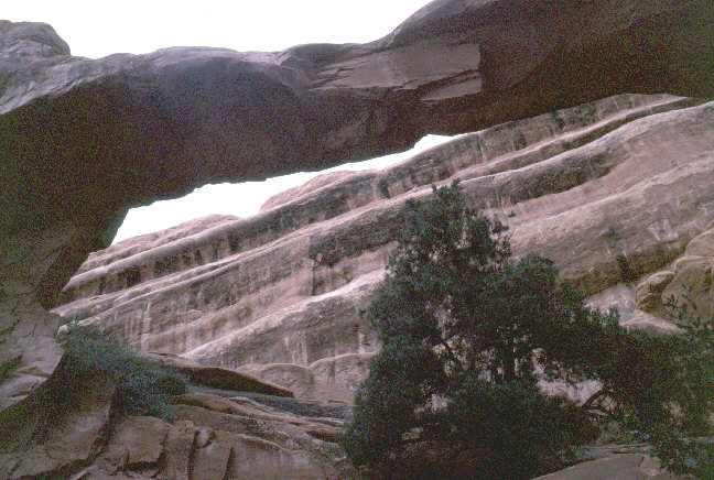 Pinetree Arch.