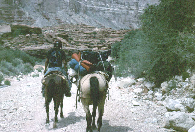 trail horses carry everything in and out of Supia including the US mail.