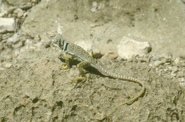 a small stripped lizzard.