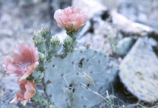 a small Prickly Pear Cactus in bloom.