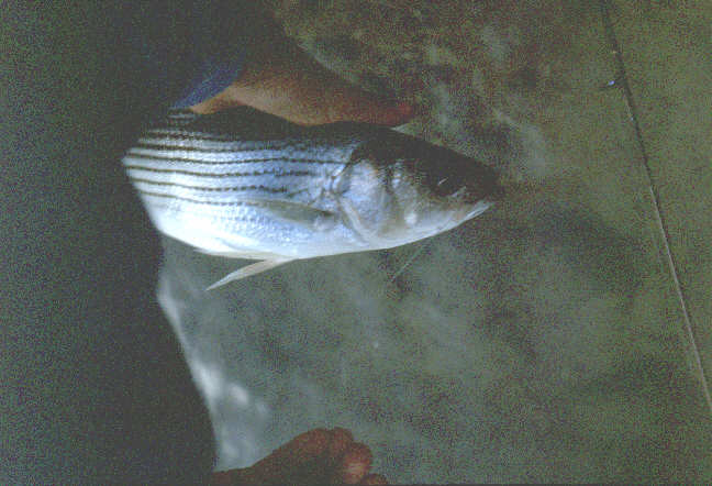 A small striped bass.